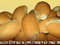pan bolillo, bread